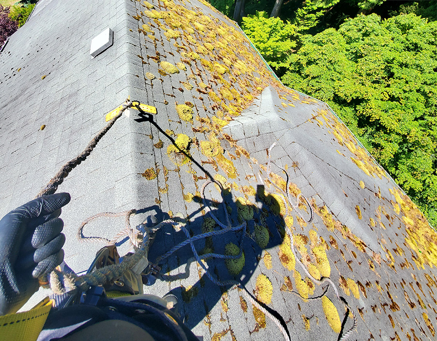 dry moss accumulated in gutters