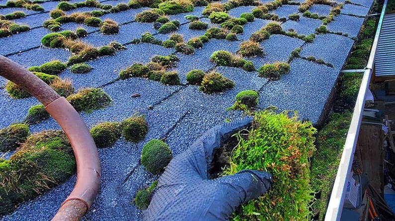 moss growing on a roof
