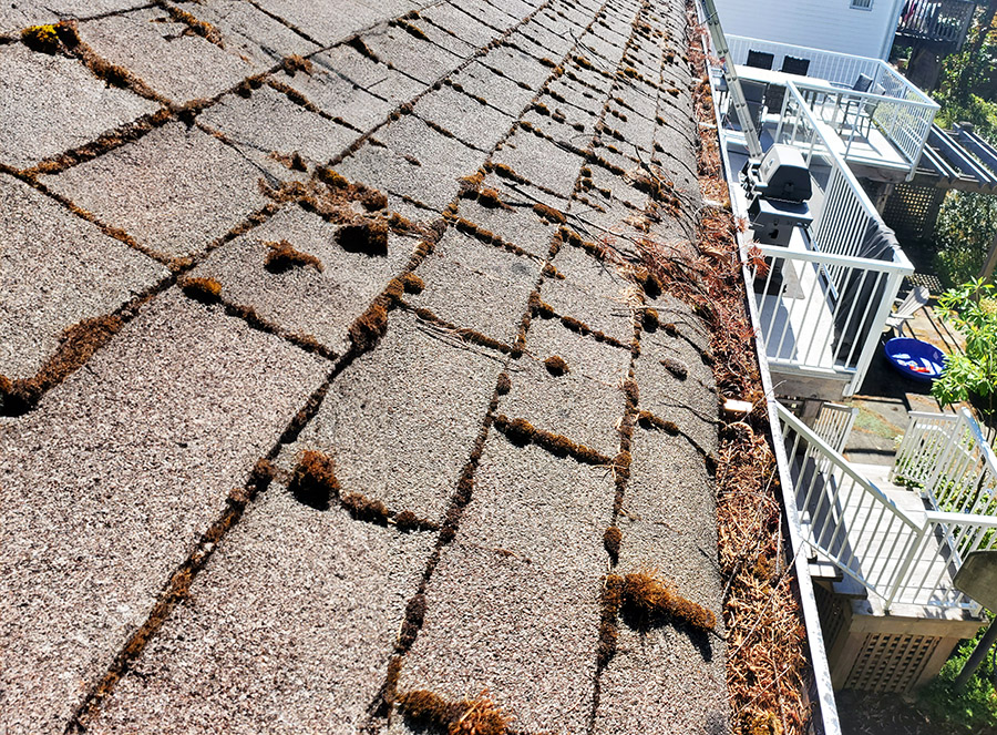 dry moss on a roof in summer creating a fire hazard