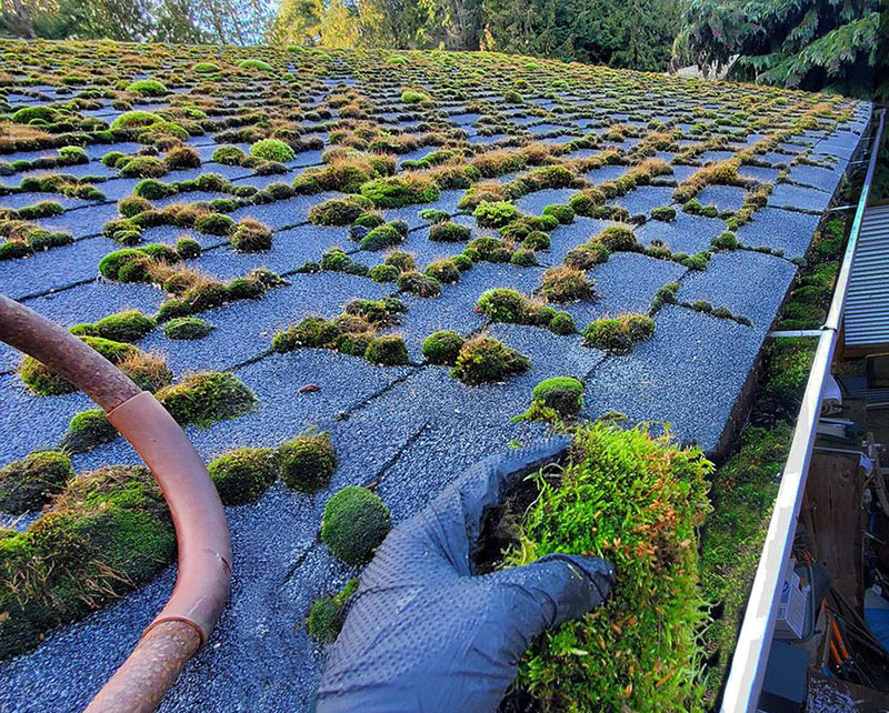 moss on roof and clogging gutter